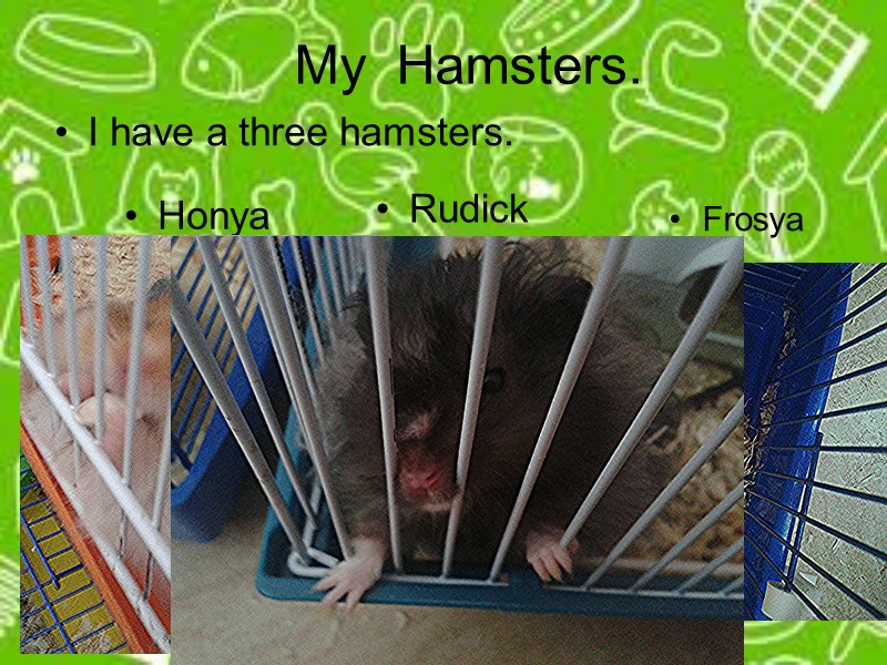 My  Hamsters. Frosya Rudick Honya I have a three hamsters.